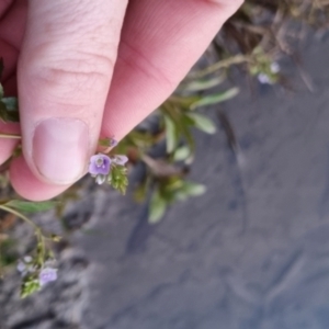 Veronica anagallis-aquatica at QPRC LGA - 25 May 2024