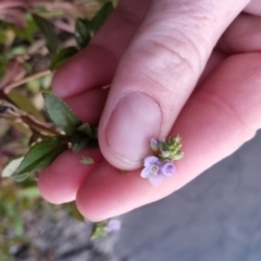 Veronica anagallis-aquatica at QPRC LGA - 25 May 2024