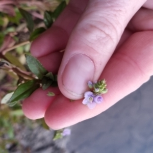 Veronica anagallis-aquatica at QPRC LGA - 25 May 2024