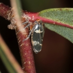 Eurymeloides punctata (Gumtree hopper) at Yerrabi Pond - 24 May 2024 by AlisonMilton