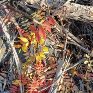 Pistacia chinensis at Cooma North Ridge Reserve - 25 May 2024 03:03 PM