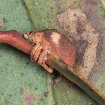 Gonipterus pulverulentus (Eucalyptus weevil) at Yerrabi Pond - 24 May 2024 by AlisonMilton