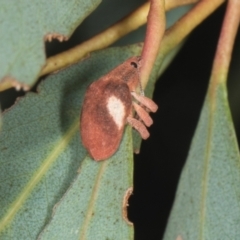 Gonipterus pulverulentus at Yerrabi Pond - 24 May 2024