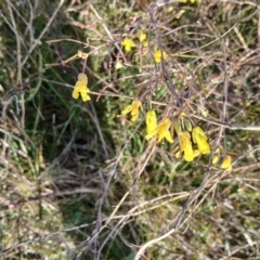 Sisymbrium officinale (Common Hedge Mustard) at Cooma North Ridge Reserve - 25 May 2024 by mahargiani