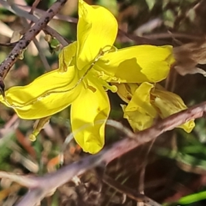 Sisymbrium officinale at Cooma North Ridge Reserve - 25 May 2024 03:12 PM