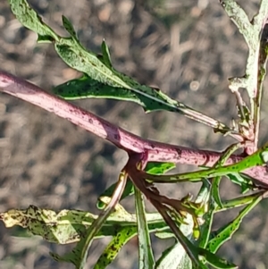 Sisymbrium officinale at Cooma North Ridge Reserve - 25 May 2024