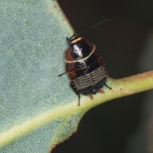 Ellipsidion australe at Yerrabi Pond - 24 May 2024