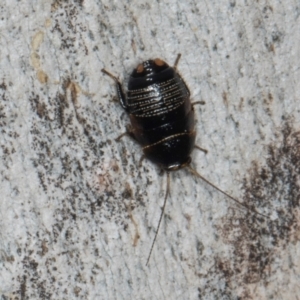 Ellipsidion australe at Yerrabi Pond - 24 May 2024