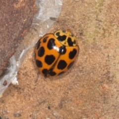 Harmonia conformis (Common Spotted Ladybird) at Gungahlin, ACT - 24 May 2024 by AlisonMilton