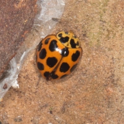 Harmonia conformis (Common Spotted Ladybird) at Yerrabi Pond - 24 May 2024 by AlisonMilton