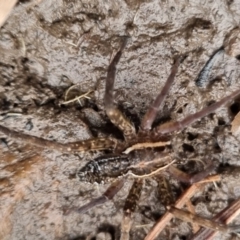 Dolomedes sp. (genus) (Fishing spider) at QPRC LGA - 25 May 2024 by clarehoneydove