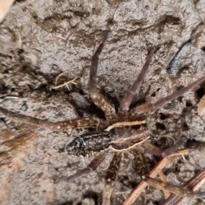 Dolomedes sp. (genus) (Fishing spider) at Bungendore, NSW - 25 May 2024 by clarehoneydove