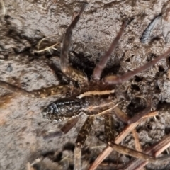 Dolomedes sp. (genus) at QPRC LGA - 25 May 2024