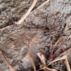 Dolomedes sp. (genus) at QPRC LGA - 25 May 2024