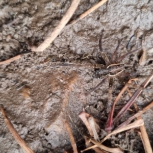 Dolomedes sp. (genus) at QPRC LGA - 25 May 2024