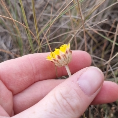 Leucochrysum albicans (Hoary Sunray) at Bungendore, NSW - 25 May 2024 by clarehoneydove