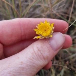 Leucochrysum albicans at QPRC LGA - 25 May 2024