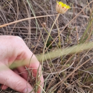 Leucochrysum albicans at QPRC LGA - suppressed