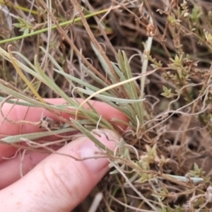 Leucochrysum albicans at QPRC LGA - 25 May 2024