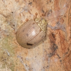 Paropsis atomaria (Eucalyptus leaf beetle) at Yerrabi Pond - 24 May 2024 by AlisonMilton