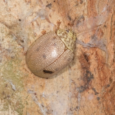 Paropsis atomaria (Eucalyptus leaf beetle) at Gungahlin, ACT - 24 May 2024 by AlisonMilton