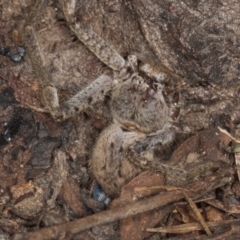 Unidentified Huntsman spider (Sparassidae) at Yerrabi Pond - 24 May 2024 by AlisonMilton