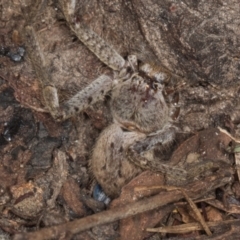 Isopeda canberrana (Canberra Huntsman Spider) at Yerrabi Pond - 24 May 2024 by AlisonMilton