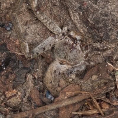 Isopeda canberrana (Canberra Huntsman Spider) at Gungahlin, ACT - 24 May 2024 by AlisonMilton