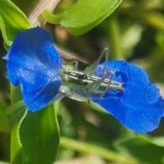 Conocephalus semivittatus (Meadow katydid) at Burnside, QLD - 20 May 2024 by clarehoneydove