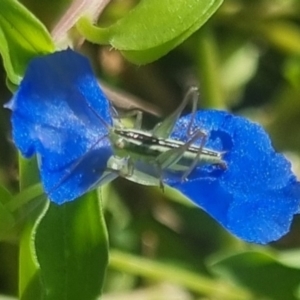 Conocephalus semivittatus at Burnside, QLD - suppressed