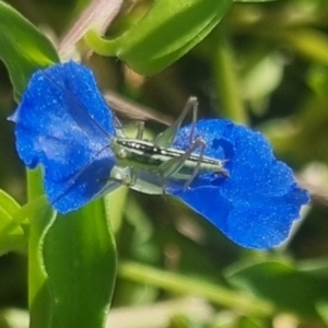 Conocephalus semivittatus at Burnside, QLD - suppressed