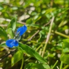 Conocephalus semivittatus at Burnside, QLD - suppressed