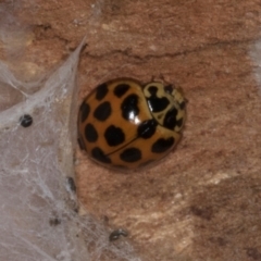 Harmonia conformis (Common Spotted Ladybird) at Gungahlin, ACT - 24 May 2024 by AlisonMilton