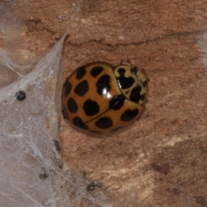 Harmonia conformis at Yerrabi Pond - 24 May 2024