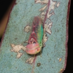 Rosopaella lopada (A leafhopper) at Gungahlin, ACT - 24 May 2024 by AlisonMilton