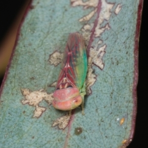 Rosopaella lopada at Yerrabi Pond - 24 May 2024