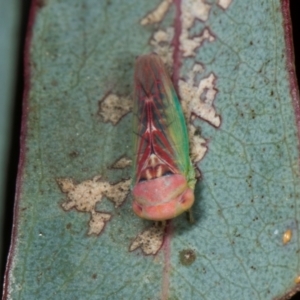 Rosopaella lopada at Yerrabi Pond - 24 May 2024