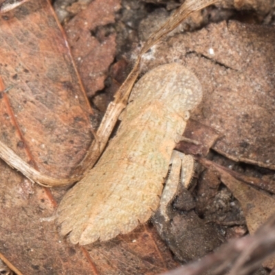 Ledromorpha planirostris (A leafhopper) at Gungahlin, ACT - 24 May 2024 by AlisonMilton
