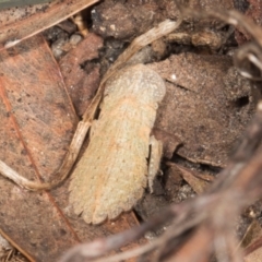 Ledromorpha planirostris at Yerrabi Pond - 24 May 2024