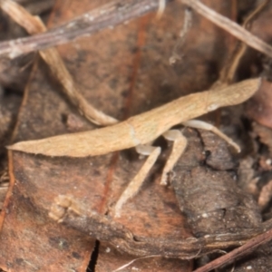 Ledromorpha planirostris at Yerrabi Pond - 24 May 2024