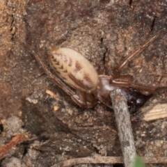 Clubionidae (family) (Sac Spider) at Gungahlin, ACT - 24 May 2024 by AlisonMilton