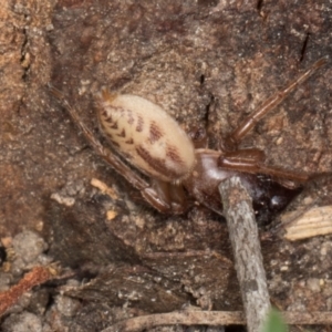 Clubionidae (family) at Yerrabi Pond - 24 May 2024