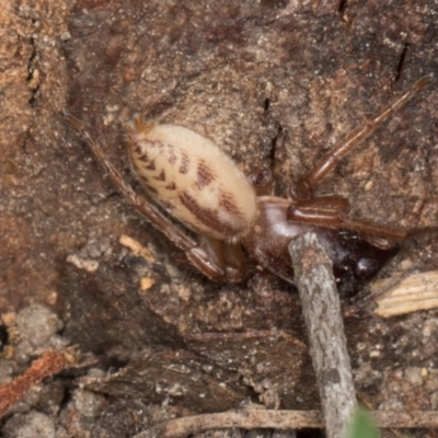 Clubionidae (family) (Sac Spider) at Gungahlin, ACT - 24 May 2024 by AlisonMilton