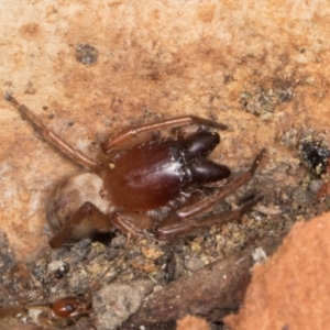 Clubionidae (family) at Yerrabi Pond - 24 May 2024