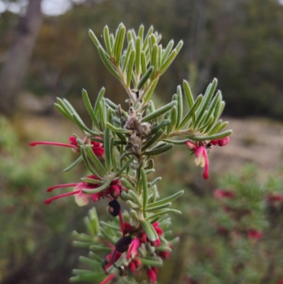 Grevillea lanigera (Woolly Grevillea) at Peak View, NSW - 25 May 2024 by Csteele4