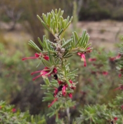 Grevillea lanigera at Peak View, NSW - 25 May 2024