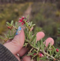 Grevillea lanigera at Peak View, NSW - 25 May 2024