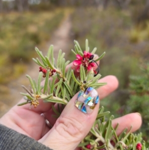 Grevillea lanigera at Peak View, NSW - 25 May 2024