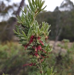 Grevillea lanigera at Peak View, NSW - 25 May 2024