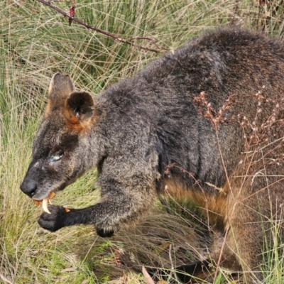 Wallabia bicolor (Swamp Wallaby) at Anembo, NSW - 25 May 2024 by Csteele4